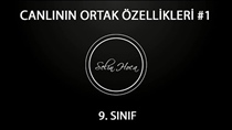 Canllarn Ortak Özellikleri 1