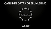 Canllarn Ortak Özellikleri 2