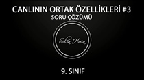 Canllarn Ortak Özellikleri 3