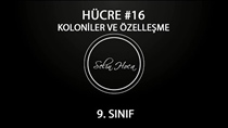 Koloniler ve Özelleme