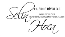 nsan Fizyolojisi - Denetleyici ve Düzenleyici Sistemler