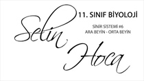 Sinir Sistemi 6 - Ara Beyin - Orta Beyin