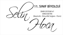 Sinir Sistemi 7 - Arka Beyin (Beyincik - Omurilik Soan - Pons) 