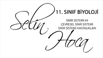 Sinir Sistemi 9 - Çevresel Sinir Sistemi ve Sinir Sistemi Hastalklar