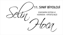 Endokrin Sistem 1 - Hormon - Hipofiz Bezi 