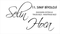 Endokrin Sistem 3 - Tiroid Bezi - Paratiroid Bezi