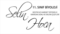 Destek ve Hareket Sistemi 2 - Kkrdak Doku ve Eklem Çeitleri