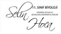 Sindirim Sistemi 5 - Besinlerin Sindirimi ve Emilimi