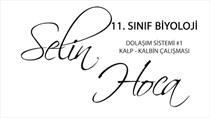 Dolam Sistemi 1 - Kalp - Kalbin Çalmas